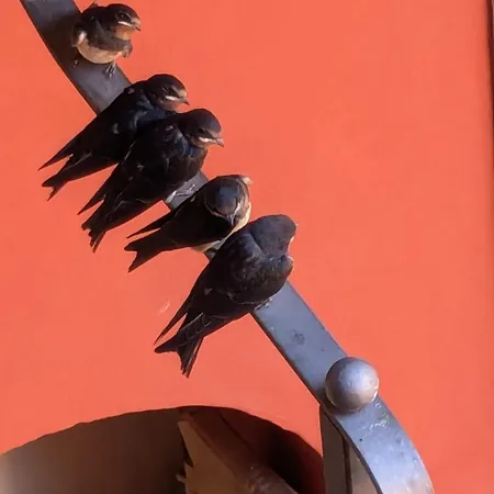 Le Rondini A Appartement Intra