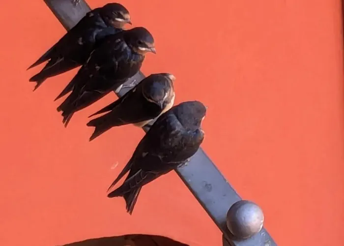 Le Rondini A Appartement Intra